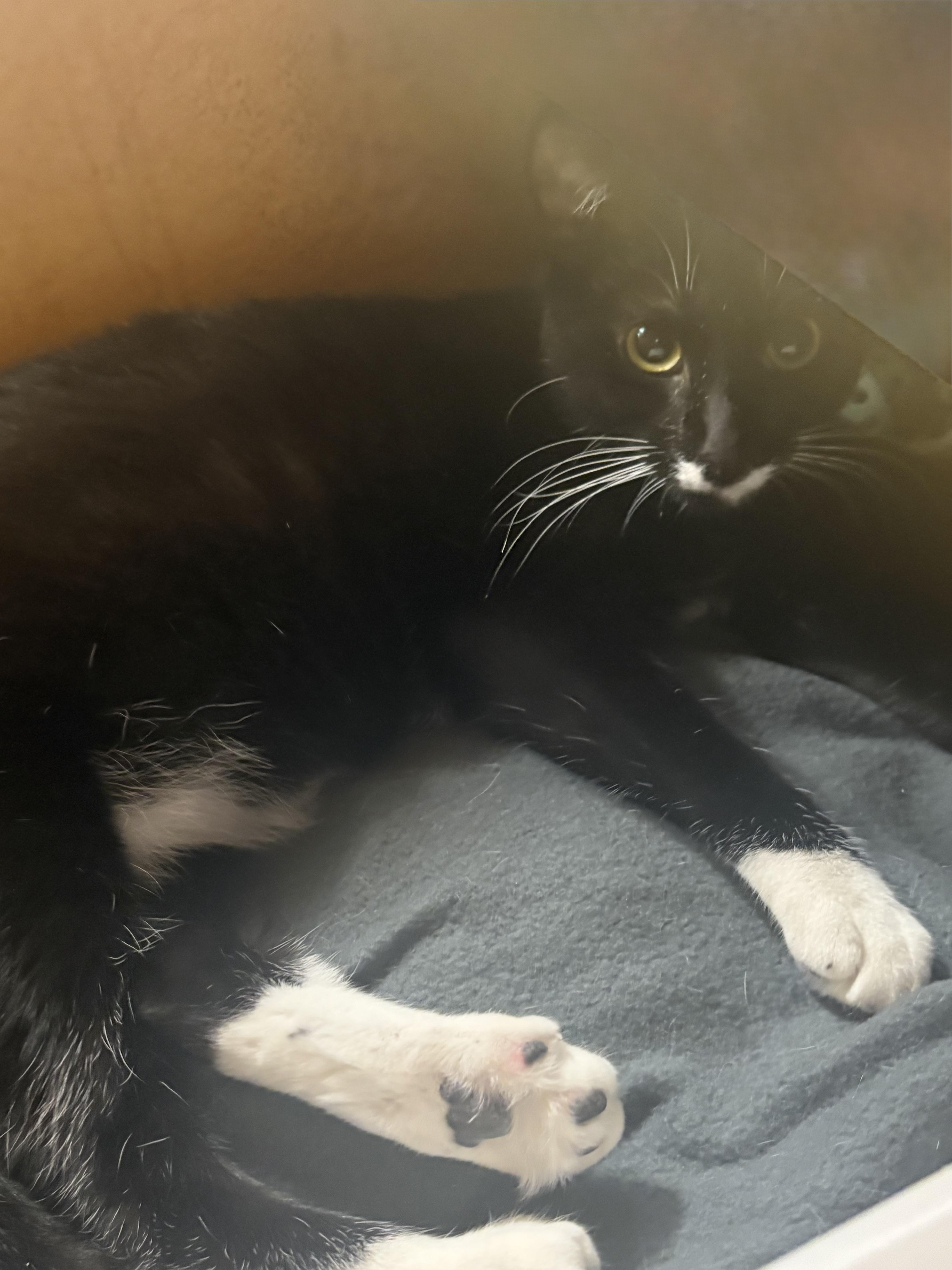 A young medium-sized female Black & White / Tuxedo Domestic Short Hair cat named Flor for adoption in Inglewood, CA