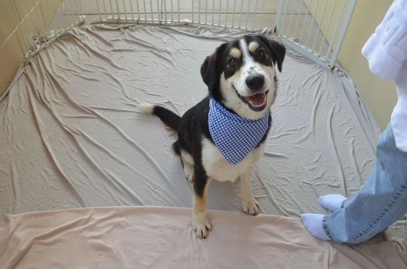 A baby large-sized male Shepherd dog named Fate for adoption in McKinney, TX