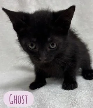 A baby medium-sized male Black Domestic Short Hair cat named Ghost for adoption in Parma, OH