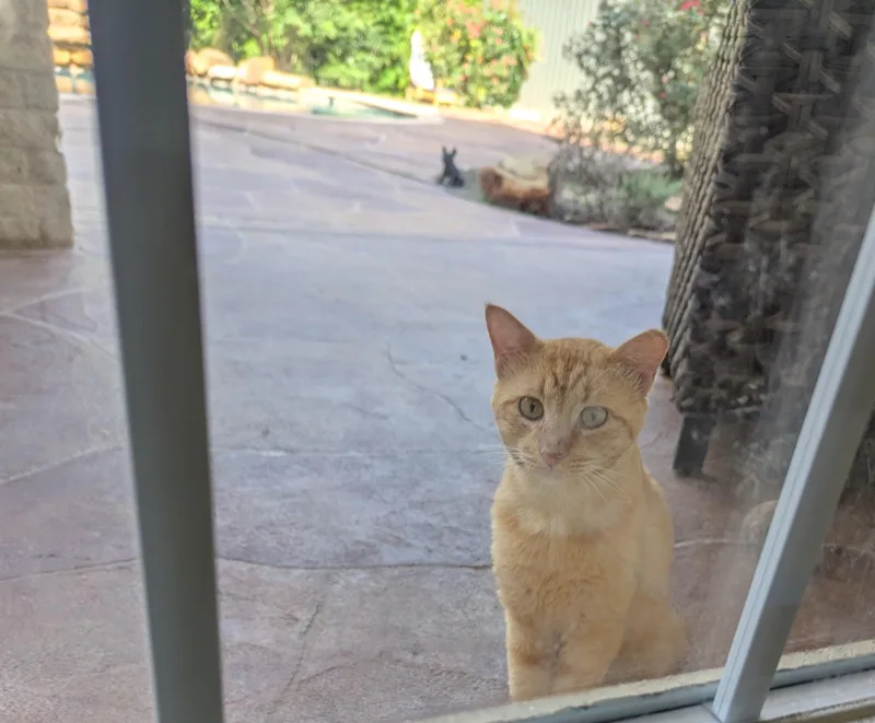 A young extra large-sized male Orange / Red American Shorthair cat named Conner McGregor for adoption in Spring, TX
