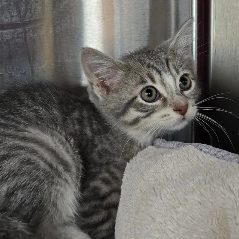 A baby small-sized female Gray / Blue / Silver Domestic Short Hair cat named Carnie Wilson for adoption in Waukesha, WI