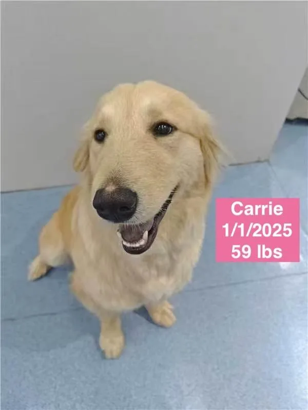 Carrie