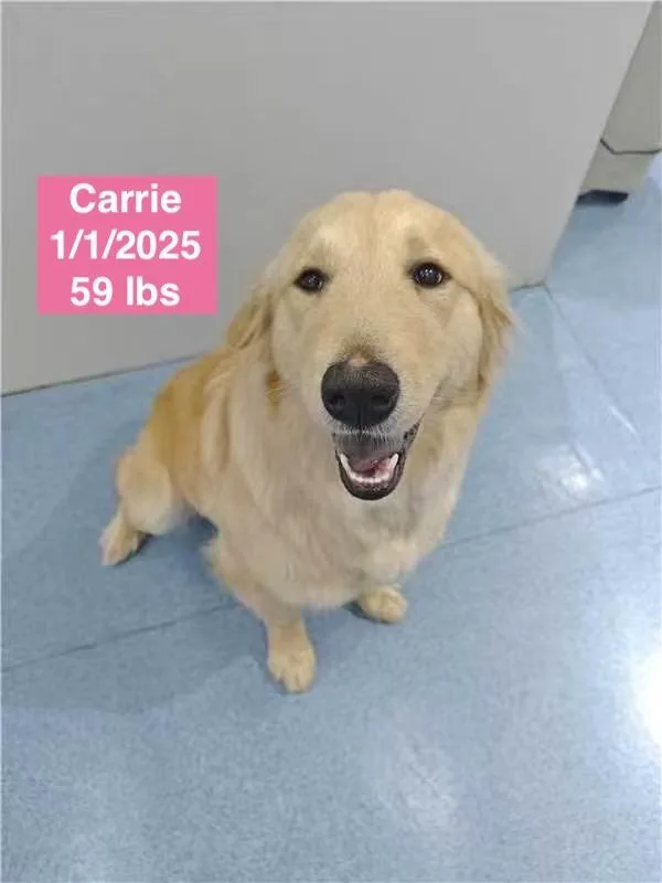 Carrie thumbnail 2