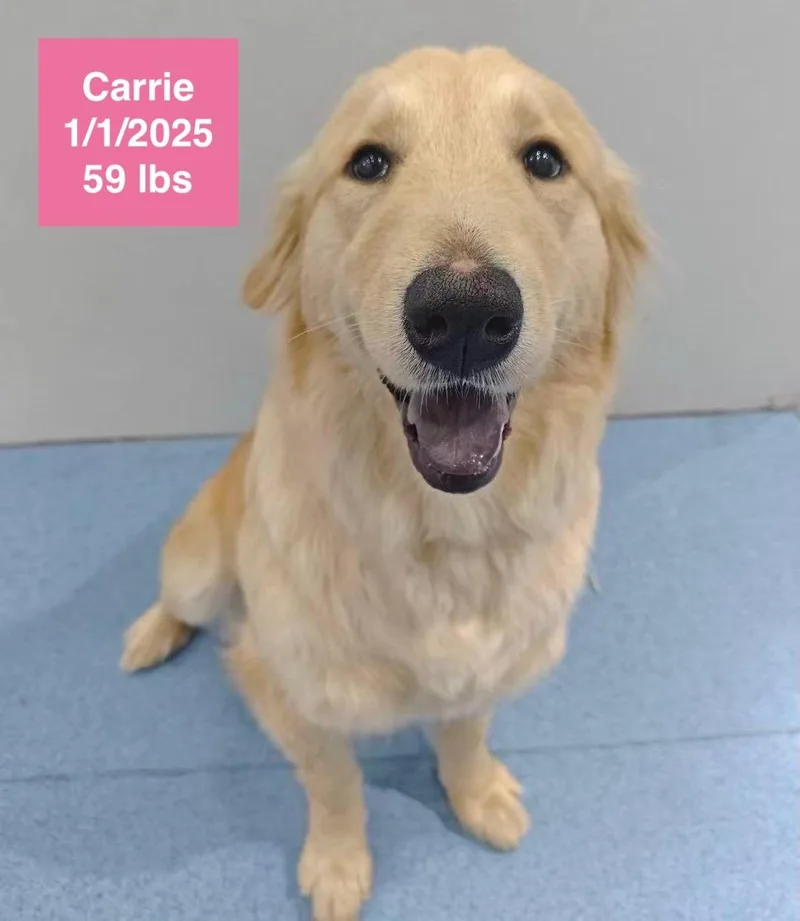 Carrie thumbnail 3