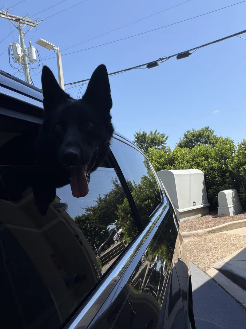 A young medium-sized male Black German Shepherd Dog dog named Loki for adoption in Charlotte, NC