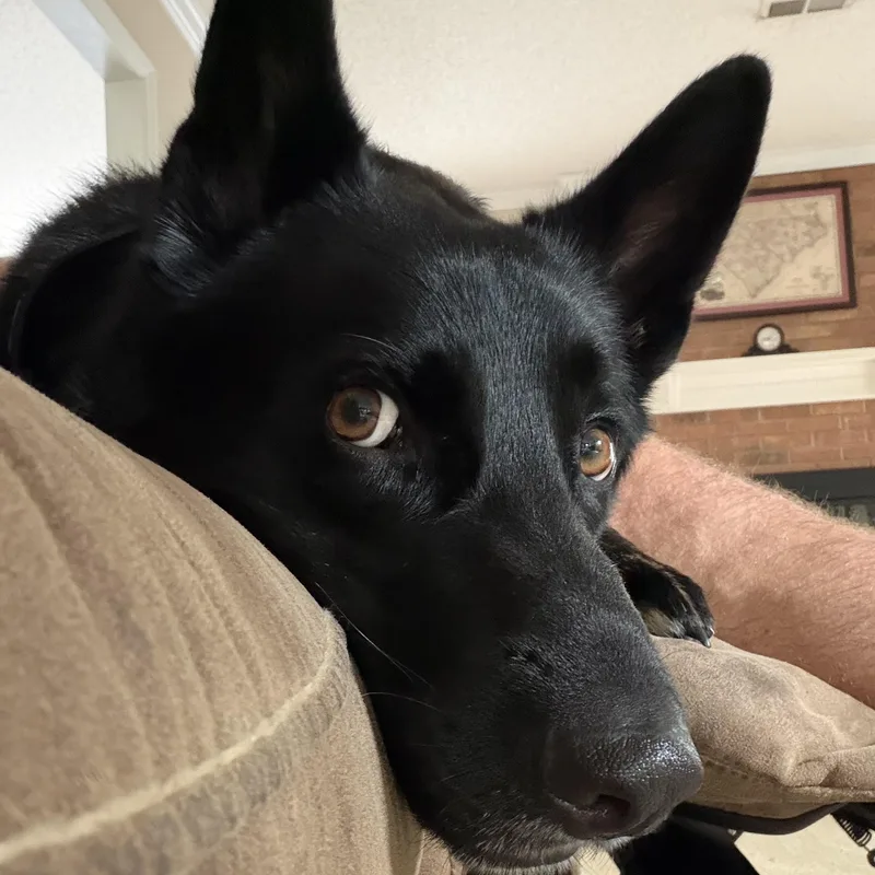 Loki thumbnail 3