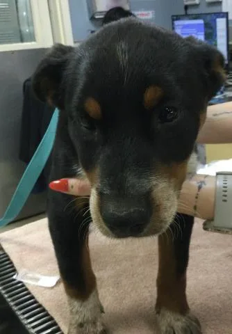 A baby small-sized female German Shepherd Dog dog named Athena for adoption in Riverside, CA