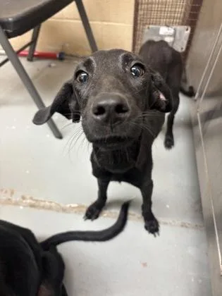 An adult small-sized female Labrador Retriever dog named Lula for adoption in Harlingen, TX