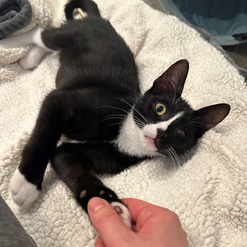 Meet Pj  Toystealing thumbnail 3