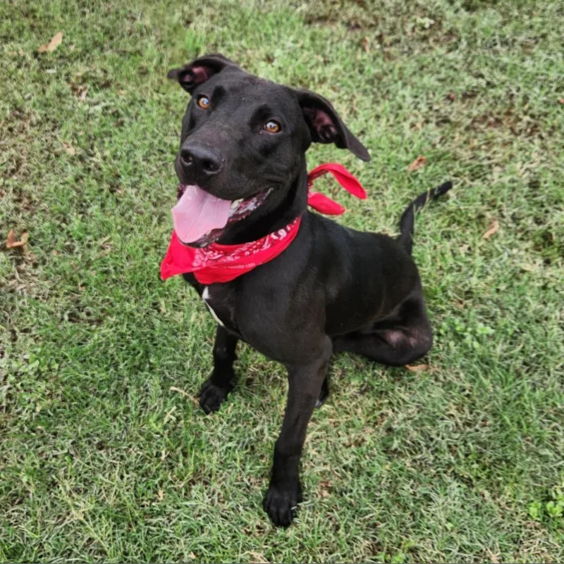 An adult large-sized male Black Labrador Retriever dog named Oscar JuM for adoption in Austin, TX