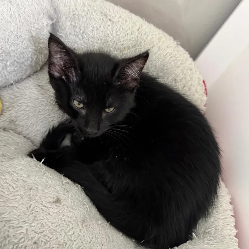 Salem