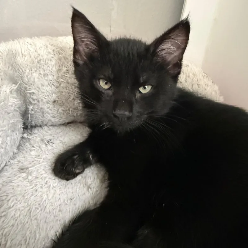 Salem thumbnail 2
