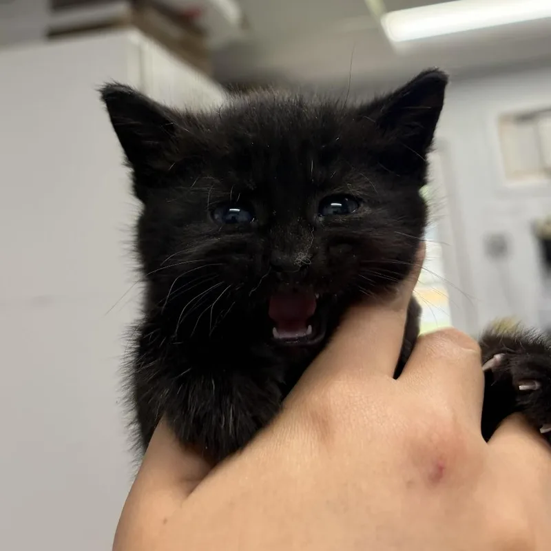 A baby small-sized male Black Domestic Short Hair cat named Dune for adoption in Newark, NJ