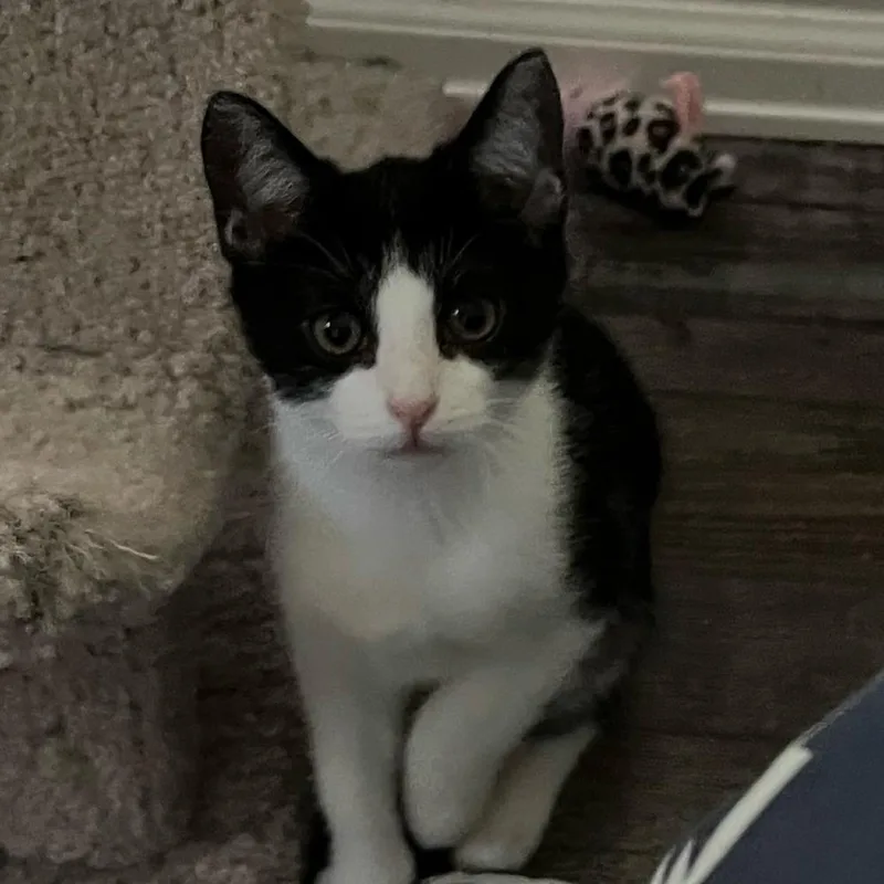 A baby small-sized female Domestic Short Hair cat named Juju for adoption in Lakewood, CO