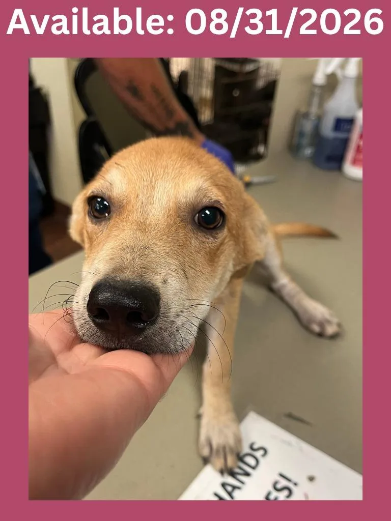 A baby large-sized female Australian Cattle Dog / Blue Heeler dog named Dog Kennel for adoption in Greenville, TX