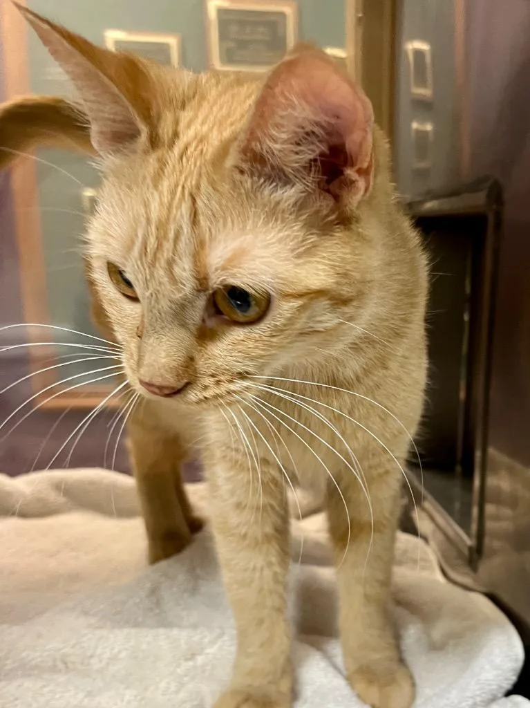 A young medium-sized female Domestic Short Hair cat named Jade for adoption in Little Rock, AR