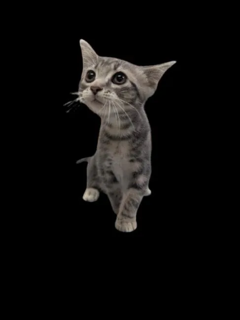 A baby small-sized male Domestic Short Hair cat named Kakashi for adoption in Little Rock, AR
