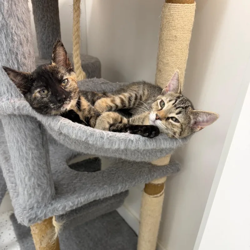 A baby small-sized female Domestic Short Hair cat named Melany&makaela for adoption in Portage, MI