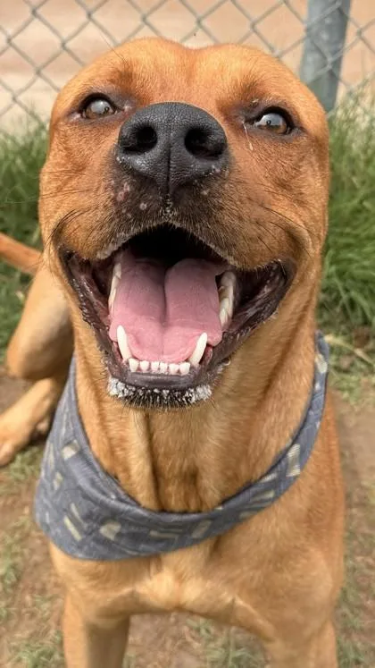 An adult large-sized male Mixed Breed dog named Simba for adoption in Balch Springs, TX