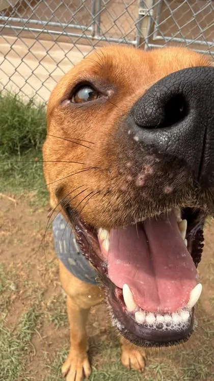 Simba thumbnail 3