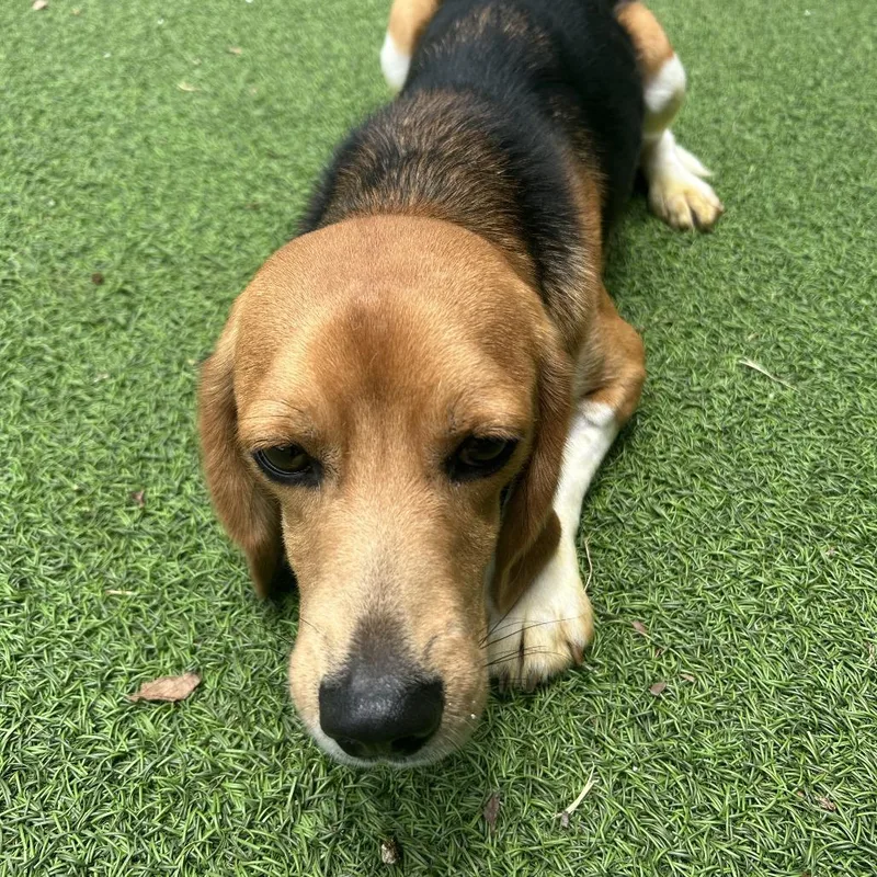 A young medium-sized male White / Cream Beagle dog named Kenny for adoption in Lauderhill, FL