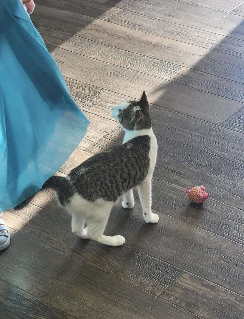 A young medium-sized female Tabby (Buff / Tan / Fawn) Domestic Short Hair cat named Sprout for adoption in Fertile, MN