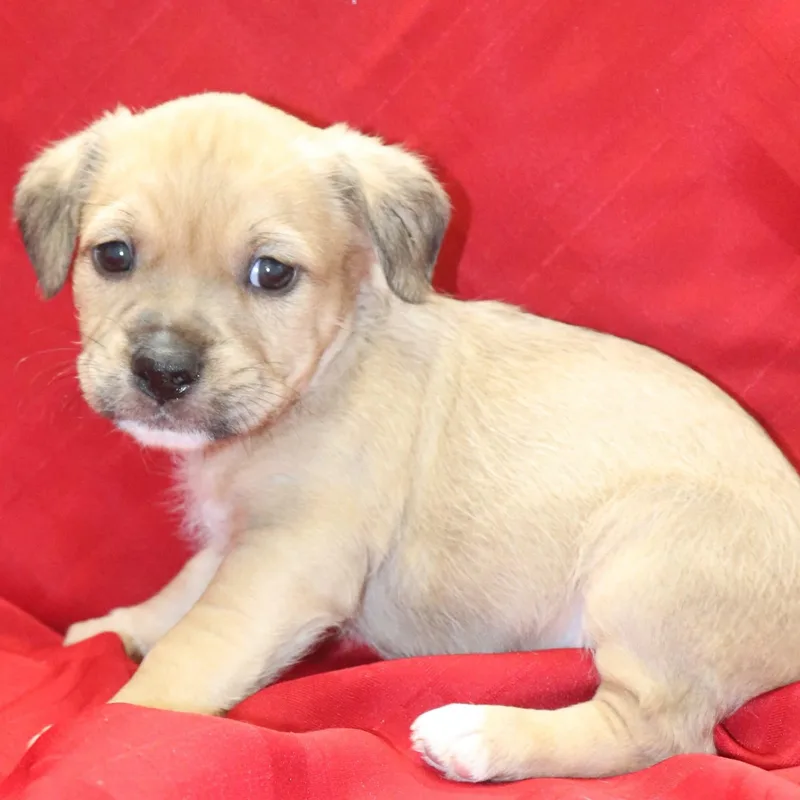 A baby medium-sized male Yellow / Tan / Blond / Fawn Labrador Retriever dog named Wilson for adoption in Cordova, TN