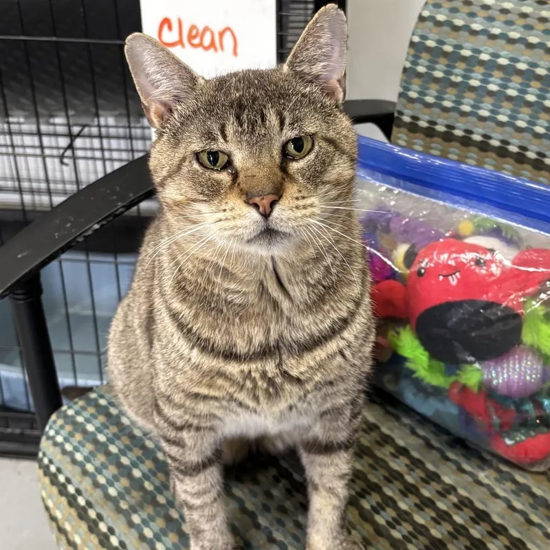 An adult large-sized male Brown / Chocolate Domestic Short Hair cat named Charlie for adoption in Houston, TX