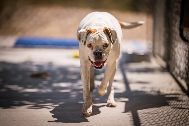 An adult medium-sized female Boxer dog named Luna for adoption in Twentynine Palms, CA