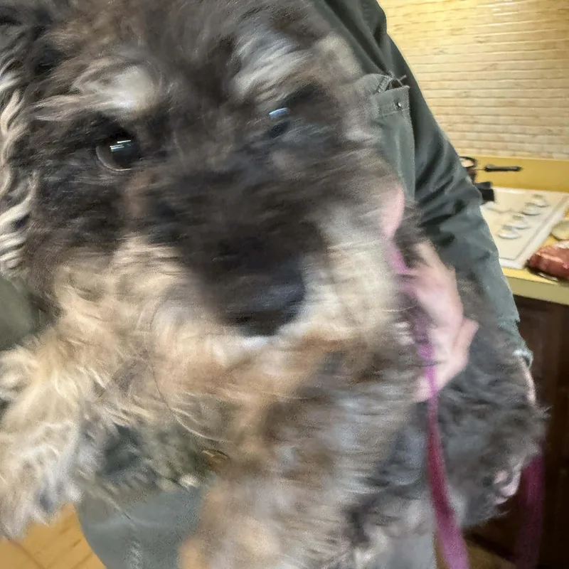 Rocco: Sponsor Me! thumbnail 2