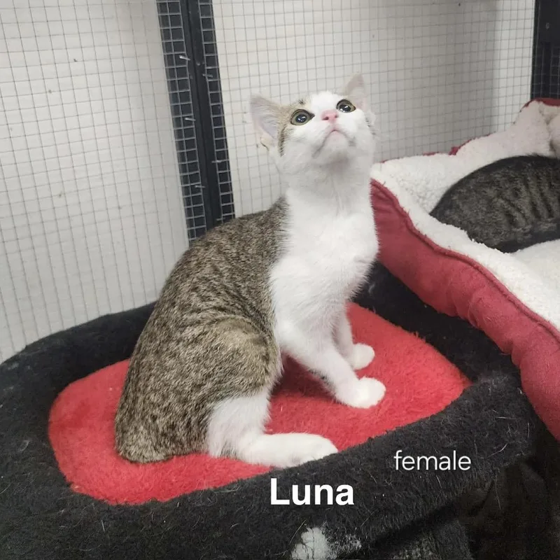 Luna