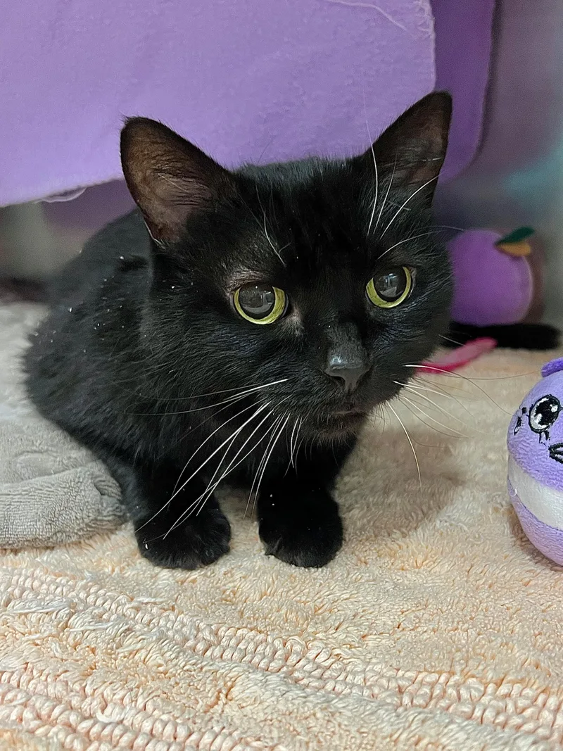 A senior medium-sized female Black Domestic Short Hair cat named Khloe for adoption in Frederick, MD