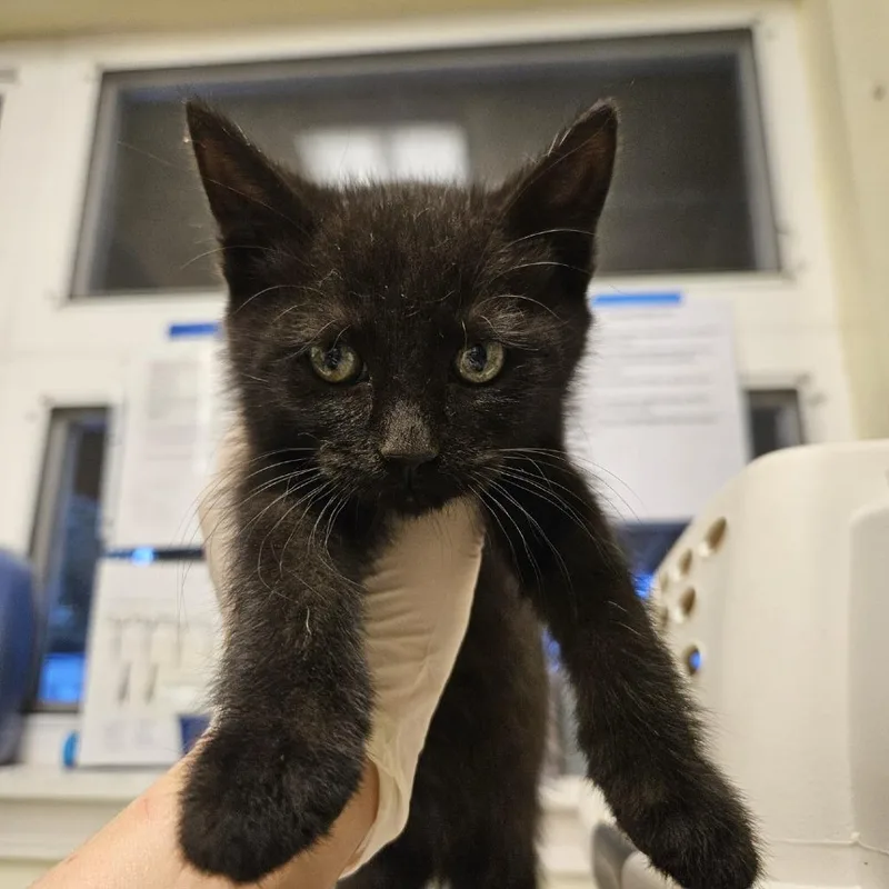 A baby small-sized female Domestic Short Hair cat named Pocus for adoption in Port Townsend, WA