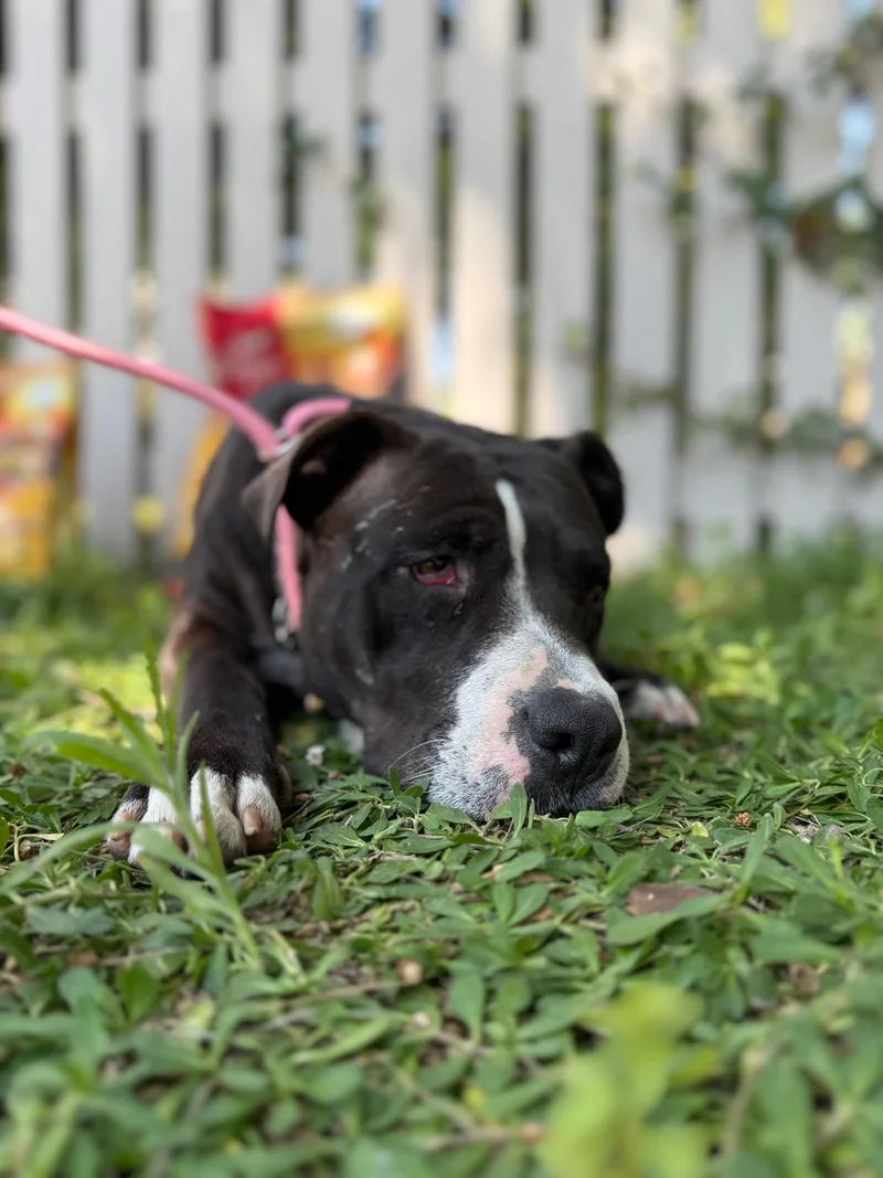 Poppy thumbnail 2