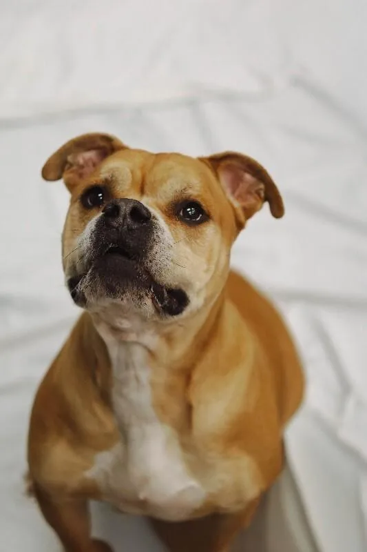 An adult medium-sized female Yellow / Tan / Blond / Fawn Staffordshire Bull Terrier dog named Fanny for adoption in bellefontaine, OH