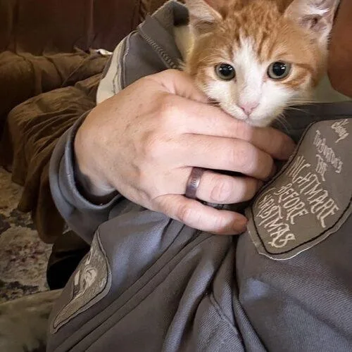 A baby small-sized male Tabby (Orange / Red) Domestic Short Hair cat named Morgan for adoption in Tampa, FL