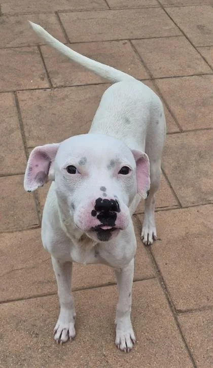 A young medium-sized male Mixed Breed dog named My Guy for adoption in Shreveport, LA