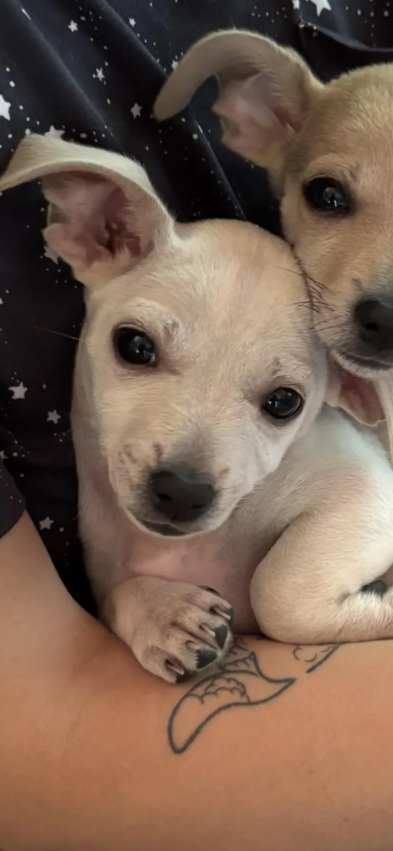 A baby small-sized female White / Cream Chihuahua dog named Pearl for adoption in Branford, CT