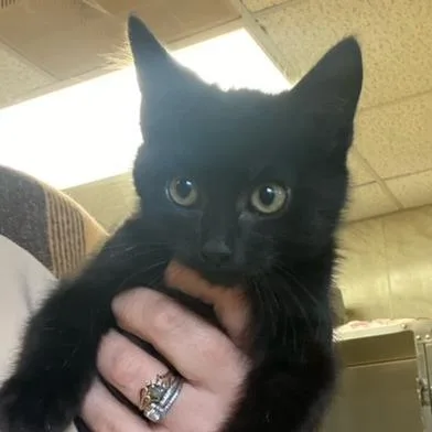 A baby small-sized male Domestic Short Hair cat named Fuba for adoption in Chehalis, WA