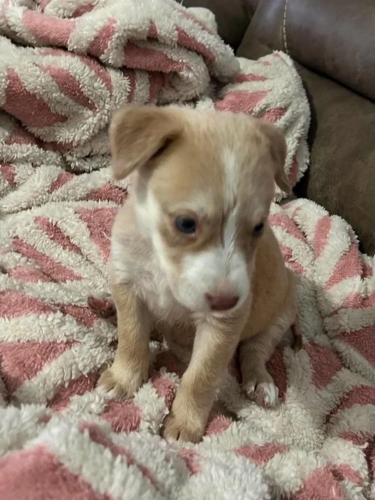 A baby small-sized female Labrador Retriever dog named Whimsy for adoption in Silsbee, TX