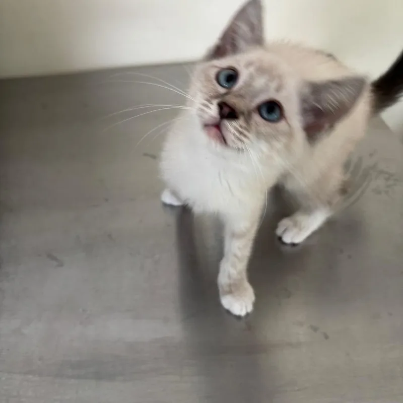 A baby small-sized female White Siamese cat named Barbie for adoption in Galax, VA