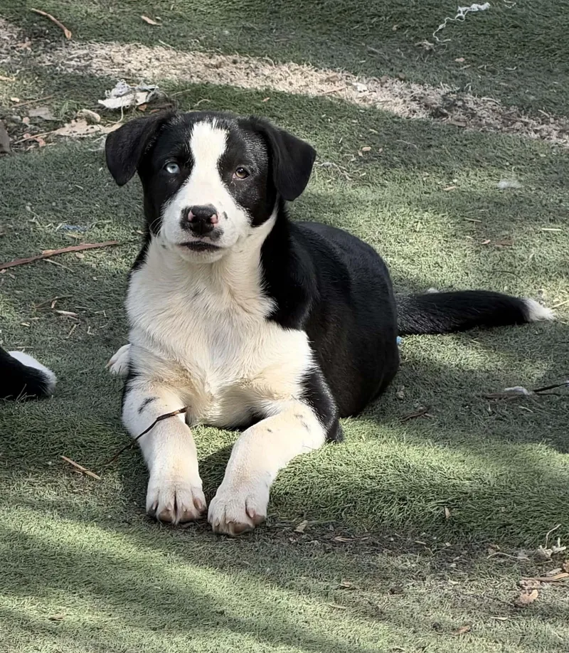 A baby medium-sized female White / Cream Border Collie dog named Baby blue for adoption in Bend, OR