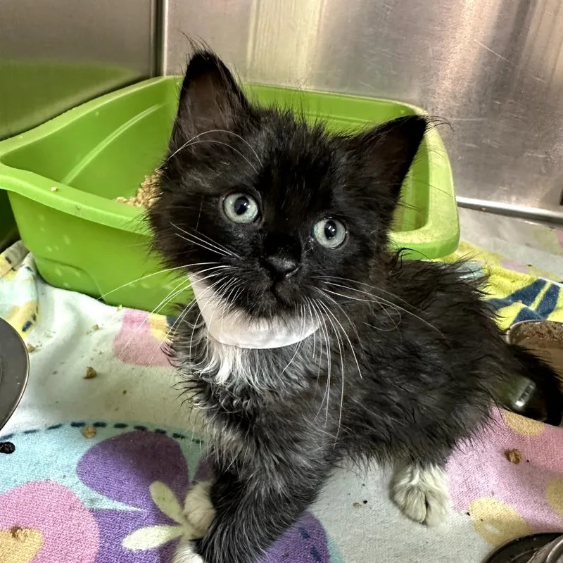 A baby small-sized female Black Domestic Short Hair cat named Ballgown for adoption in Leander, TX