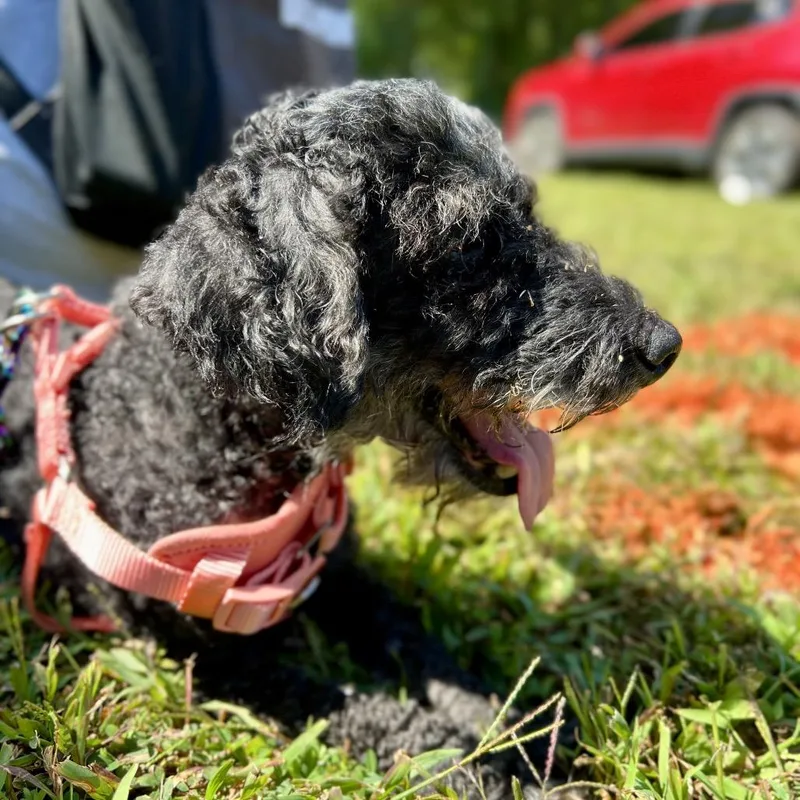 A senior small-sized female Black Miniature Poodle dog named Willow for adoption in Parkton, MD
