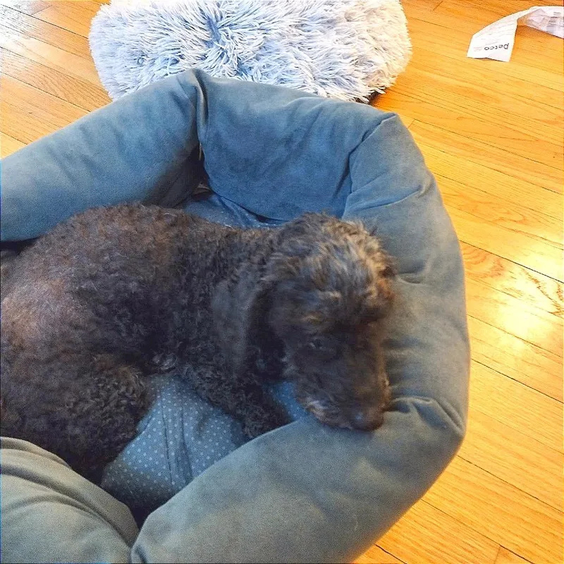 Willow thumbnail 5