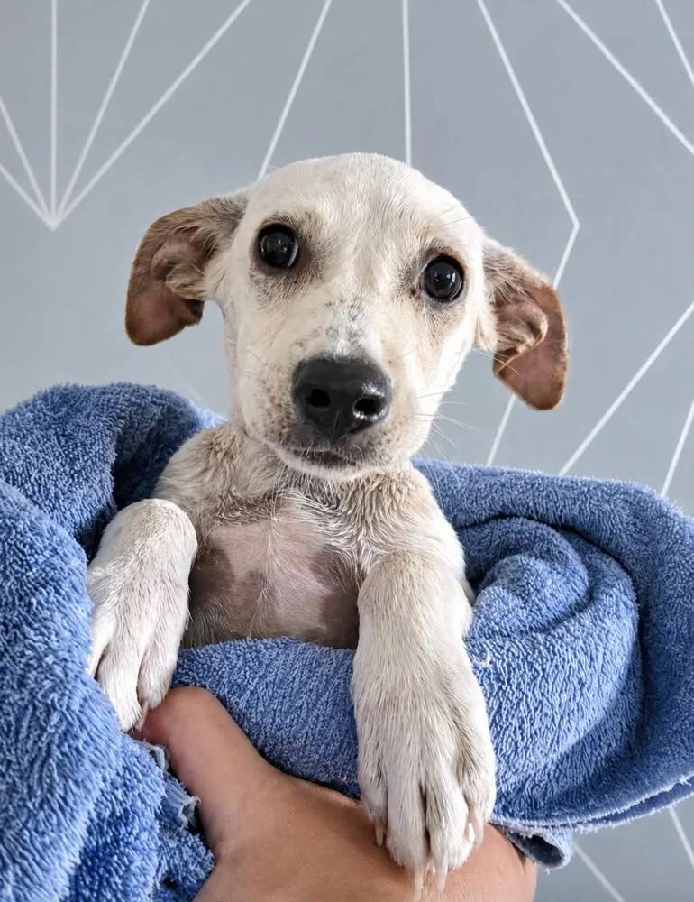 A baby medium-sized female White / Cream Terrier dog named Birdie for adoption in Boulder, CO