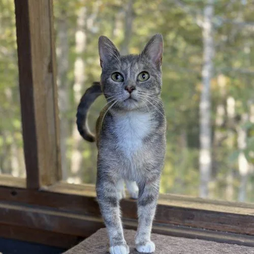 A baby small-sized female Dilute Calico cat named Grits for adoption in Knoxville, TN