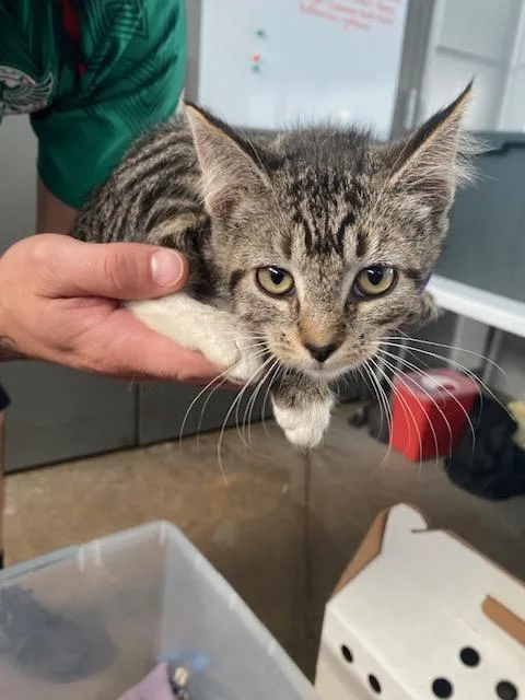 A baby medium-sized female Domestic Short Hair cat named Lily for adoption in Dallas, TX