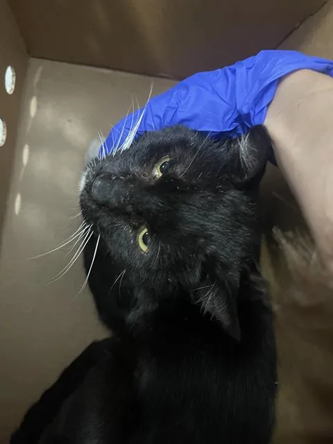 An adult medium-sized male Domestic Short Hair cat named Otis for adoption in Dallas, TX
