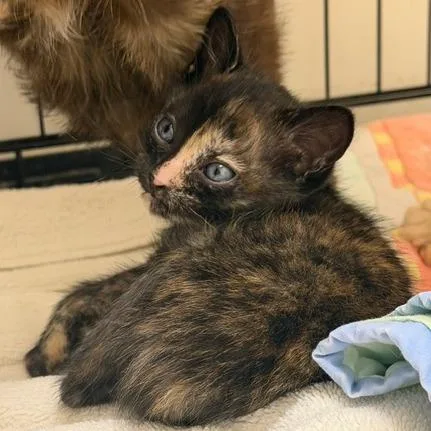 A baby small-sized female Domestic Short Hair cat named Nora for adoption in Cumming, GA